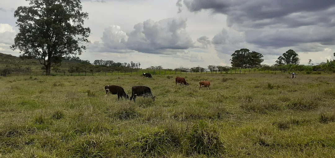 Bovinos em uma pastagem, em fotografia ilustrativa da pecuária