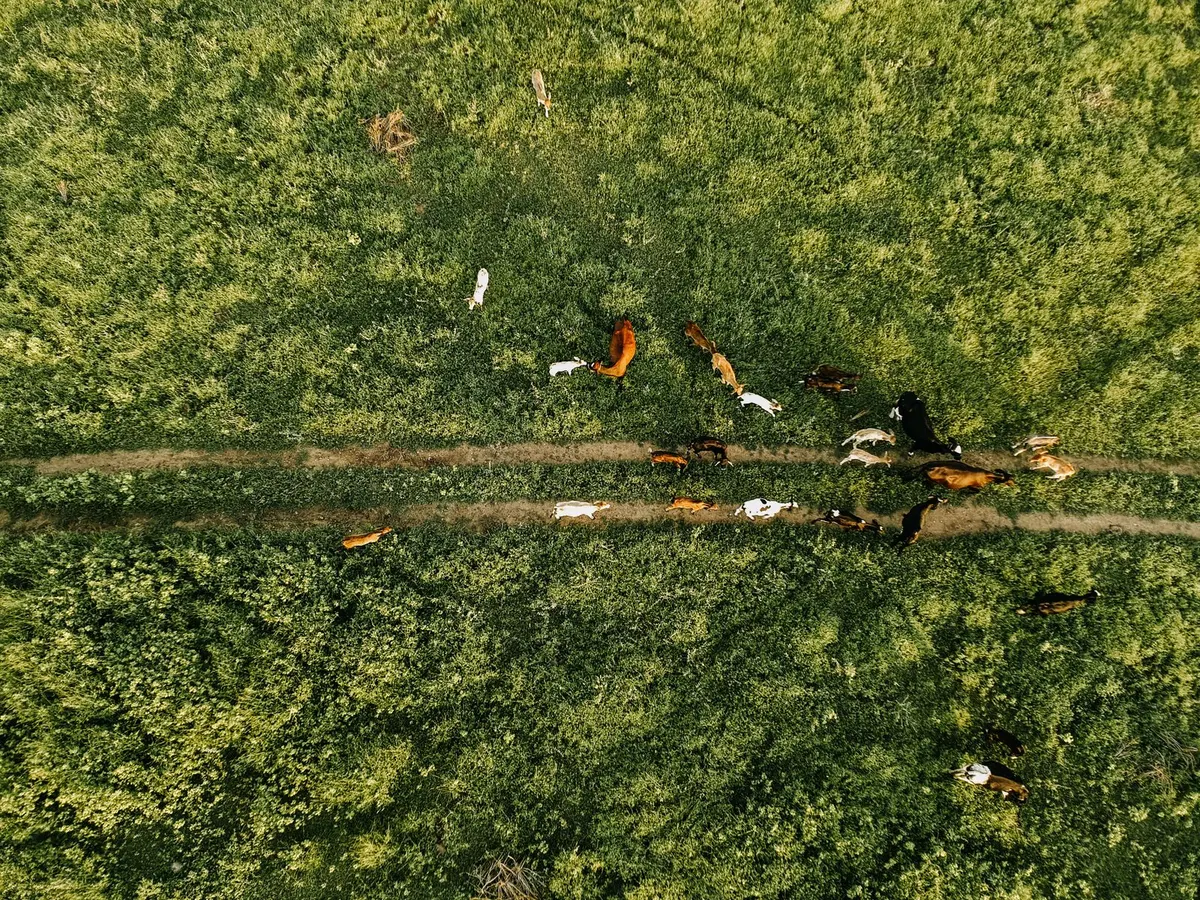 Vista aérea de bovinos em uma pastagem, como contexto ilustrativo da pecuária